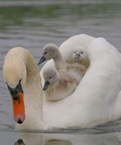 White Duck With Her Baby Paint by numbers