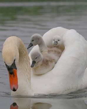 White Duck With Her Baby Paint by numbers