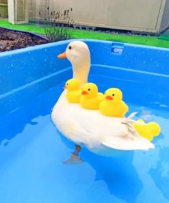 White Duck With Yellow Ducks Paint by numbers