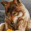 Brown Wolf And Flowers paint by numbers