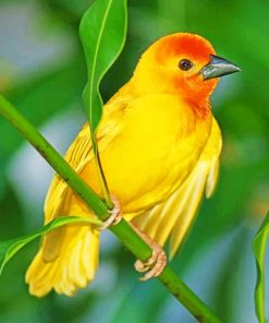 Scarlet Tanager Bird Paint by numbers