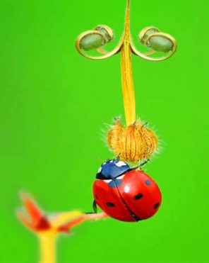 Ladybug paint by numbers