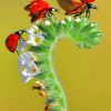 Seven Spot Ladybirds Paint by numbers