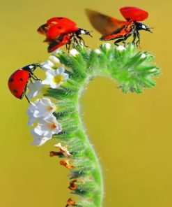 Seven Spot Ladybirds Paint by numbers