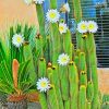 Cactus White Flowers paint by numbers