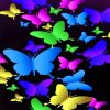 Colorful Butterflies paint by numbers