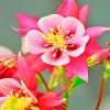 Columbine Flower paint by numbers