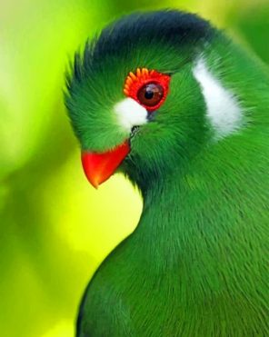 Green Bird Paint by numbers