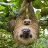 Sloth family paint by numbers