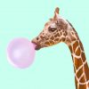 Girraffe Blowing Bubble Paint by numbers