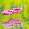 spoonbills Birds paint by numbers