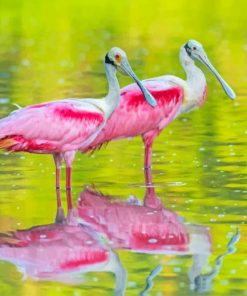 spoonbills Birds paint by numbers