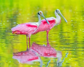 spoonbills Birds paint by numbers