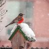 Bird On House In Snow paint by numbers