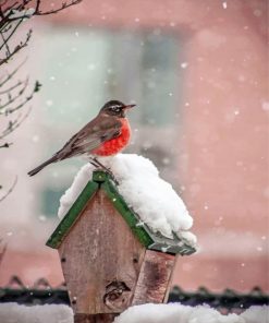 Bird On House In Snow paint by numbers