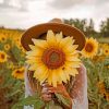 Girl With Sunflower paint by numbers