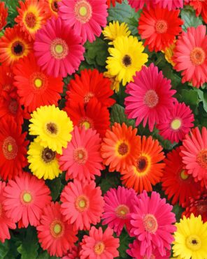 gerberas-paint-by-number