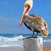 Pelican Bird paint by numbers