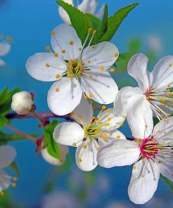 white-flowers-paint-by-numbers