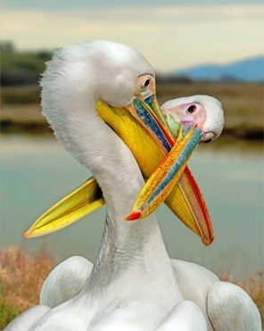 Aesthetic White Pelican paint by numbers