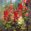 Blossom Flowers Garden Paint by numbers