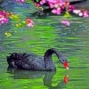 black-swan-paint-by-numbers