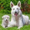 White-German-Shepherd-Puppy-paint-by-numbers