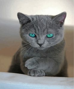 Russian-Blue-cat-paint-by-numbers