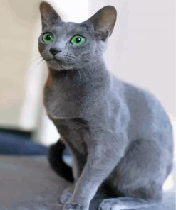 adorable-russian-blue-cat-paint-by-numbers