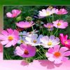 pink-flowers-paint-by-numbers