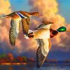 Waterfowl Birds Paint by numbers