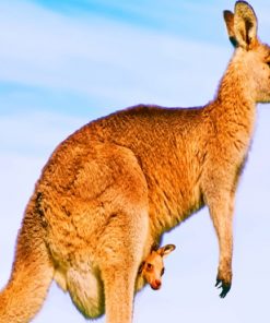 Australian Kangaroo Species