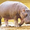 Black-Hippopotamus-Animal-paint-by-numbers