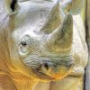 Black-rhinoceros-paint-by-number