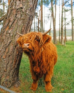 Cute-Brown-Highland-Cow-paint-by-number