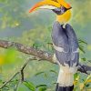 Great Hornbill Bird Paint by numbers