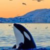 Killer Whale In The Ocean Paint by numbers