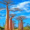 Madagascar Baobabs Trees Paint by numbers