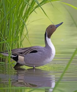 Mallard-duck-in-the-river-paint-by-number