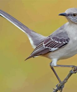 Mockingbird Bird Paint by numbers