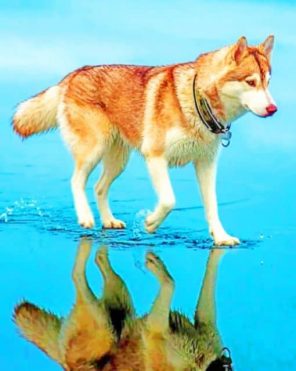 Siberian-Brown-Husky-paint-by-numbers-510x639-1