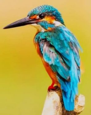 The kingfisher Bird Paint by numbers