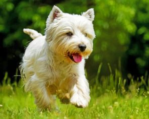 West Highland Terrier paint by numbers