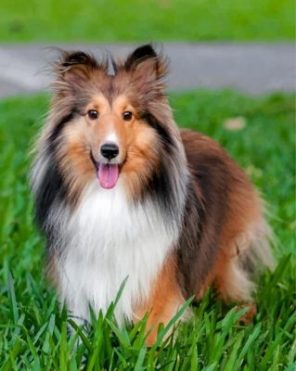 Adorable Sheltie Paint by numbers