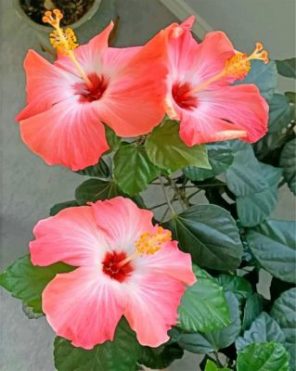 Aesthetic Hibiscus paint by numbers