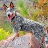 australian-cattle-dog-puppy-paint-by-numbers