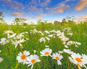 Beautiful Daisies Paint by numbers