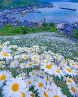 Beautiful Daisy Field Paint by numbers