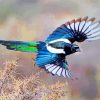 Black Billed Magpie Bird Paint by numbers