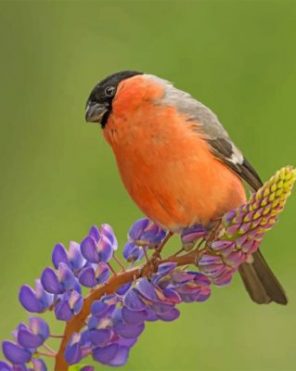 Cute Bullfinch Bird Paint by numbers